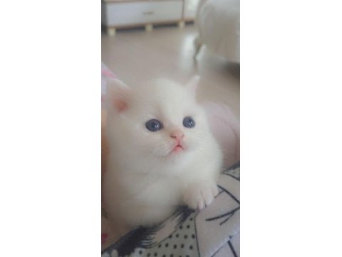 Ayı surat yavru british shorthair