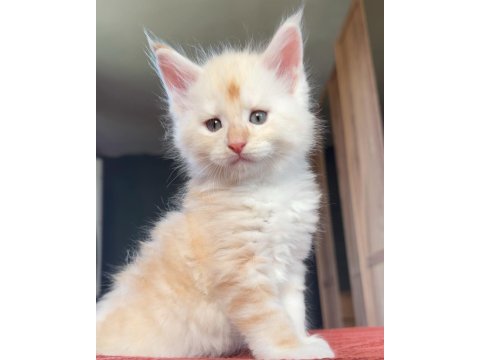 1 buçuk aylık full şecereli maine coon