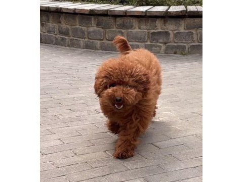 Toy poodle köpeği