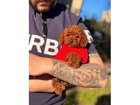 Toy poodle bebekleri