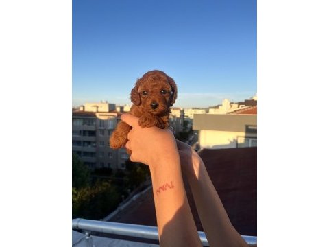 Ev üretimi toy poodle yavrularımız
