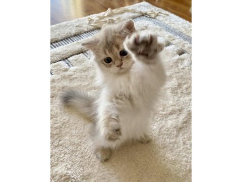 Safkan british longhair blue golden erkek yavru