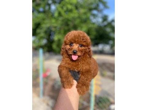Toy poodle bebekleri referans yavru