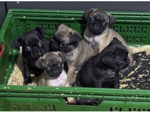 Dişi erkek pug yavrular