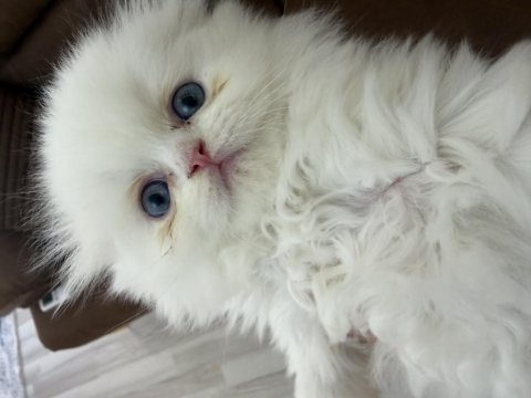 Bembeyaz mavi gözlü scottish longhair erkek yavrularımız