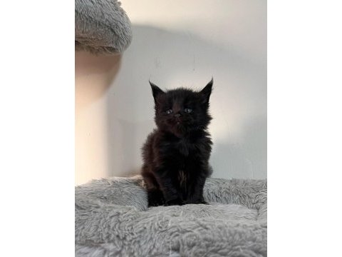 Xxl black and white maine coon yavruları şecereli