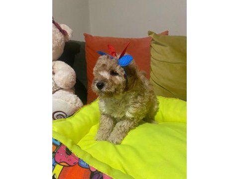 Bir avuç mutluluk köpeğimiz