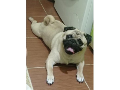 Orijinal safkan erkek pug