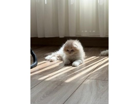 Scottish fold yavru
