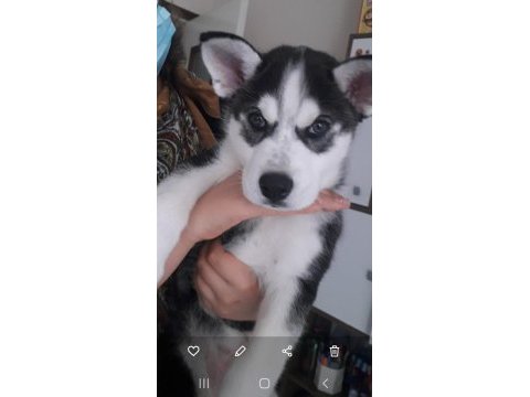 Sibirya kurdu husky