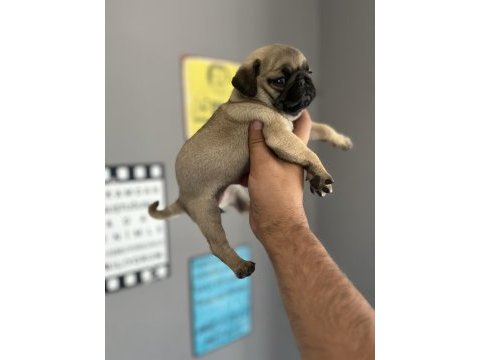 Pug mops yavru köpeğimiz