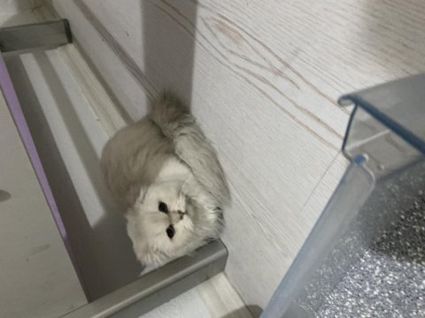 4 aylık yavru kedimiz