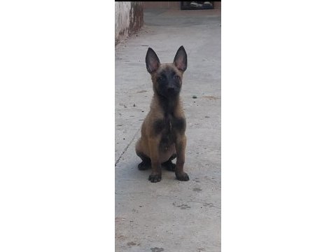 Belçika malinois yavrularımız mevcut