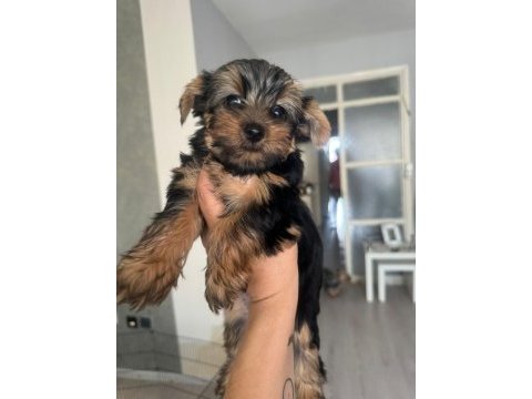 Yorkshire terrier yavrularımız 2-5-10 aylık