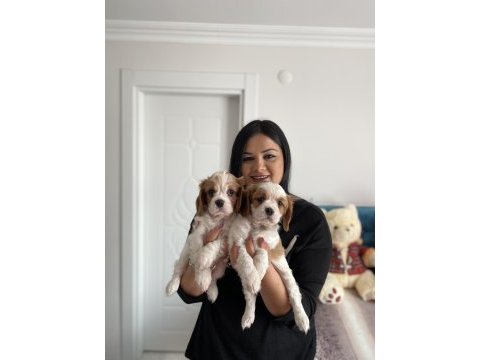 Cavalier king charles yavrularım
