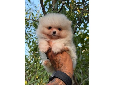 Süt beyaz pomeranian boo bebeklerim