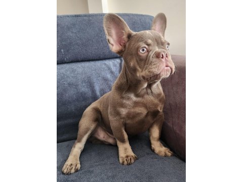 İsabella amd tan fluffy carrier erkek french bulldog