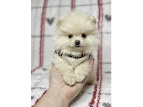 Micro boy ayı surat pomeranian boo