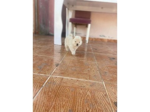 Chow chow köpeğimiz