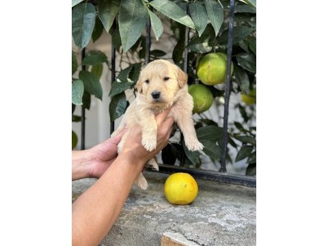 Irk ve sağlık garantili golden retriever
