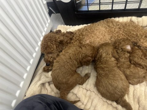Dişi erkek toy poodle yavrularımız