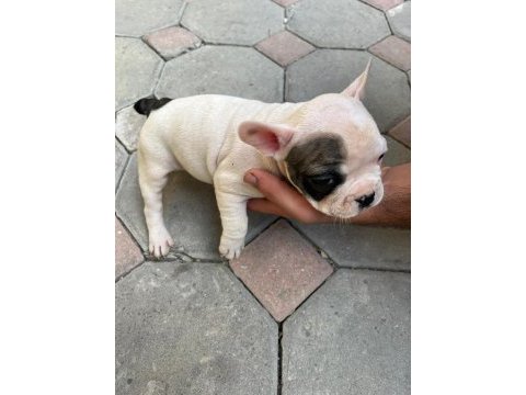2,5 aylık french bulldoglar