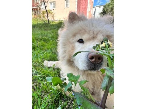Chow chow terk edilmiş