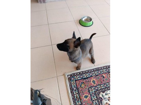 Safkan belçika malinois yavrumuz