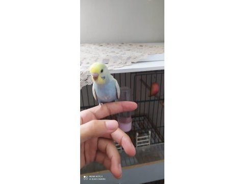 Sağlıklı ve ev üretimi muhabbet kuşları
