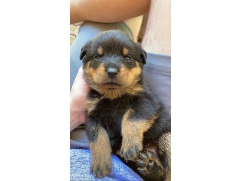 Üst segment sağlık ırk garantili rottweiler