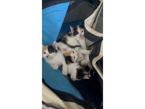 5 minik yavru kediler