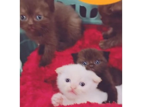 Scottish fold yavrularıma yeni yuva