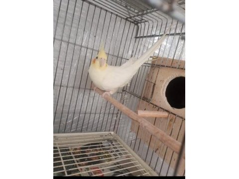 Tecrübeli iri boy jumbo dişi sultan papağanı