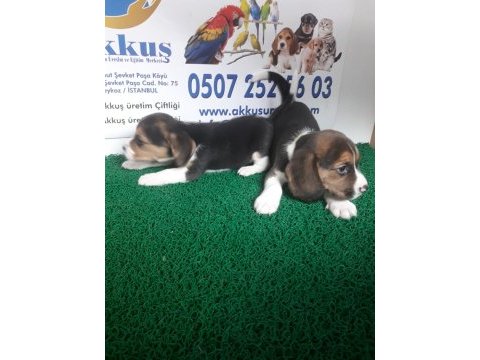 Akkuş üretim çiftliğinden beagle yavruları