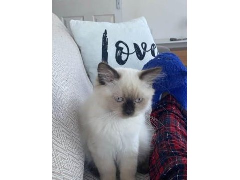 Birman cinsi 8 9 aylık kedimiz