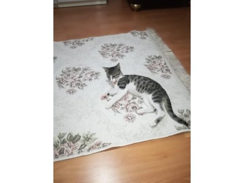 Ücretsiz sahiplendirme tekir