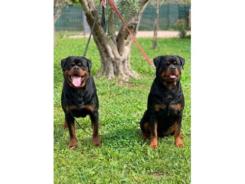 Rottweiler extrem sırbistan timittor