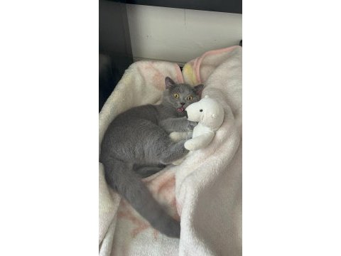 British shorthair çiftleştirme