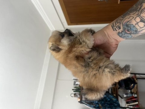 Pomeranian bebekler