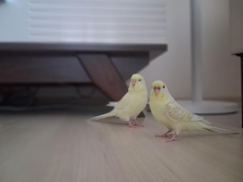 Albino erkek kirmizi goz disi damizlik muhabbet kuşu