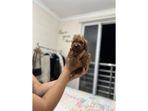 Dark red brown toy poodle yavrumuz