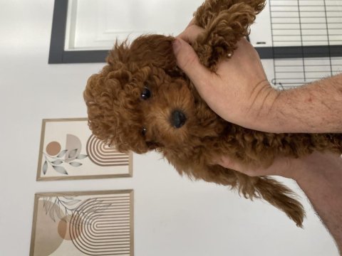 Dişi ve erkek toy poodle yavrularımız 