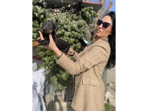Doberman yavrularım sağlık ve ırk garantilidir