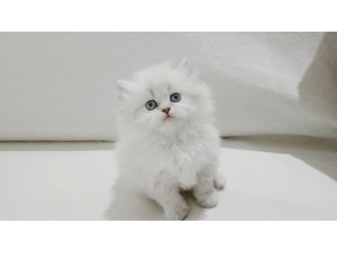 Cy 1133 british longhair point 50 günlük maviş