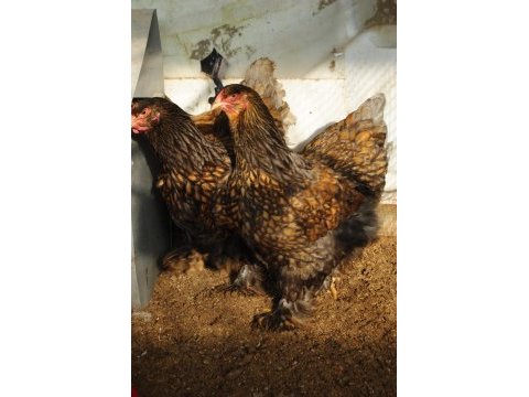 Gold laced brahma kuluçkalık yumurta & civciv