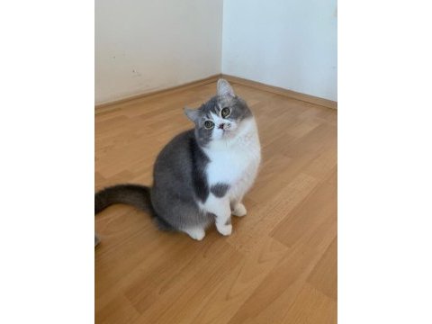 Scottish shorthair yavrumuz ömürlük yuva arıyor