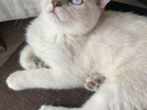 Silver scottish fold