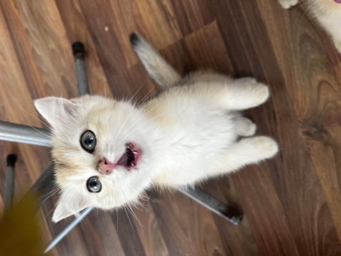 Golden british shorthair yavrular