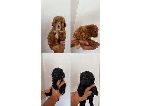 Aileden uygun yavru canlar toy poodle