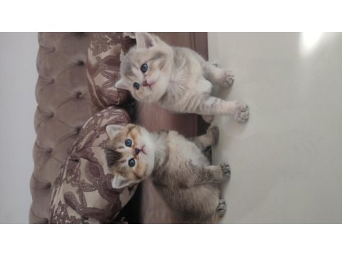 Yavru british shorthair